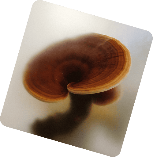 Why Choose Shuang Hor